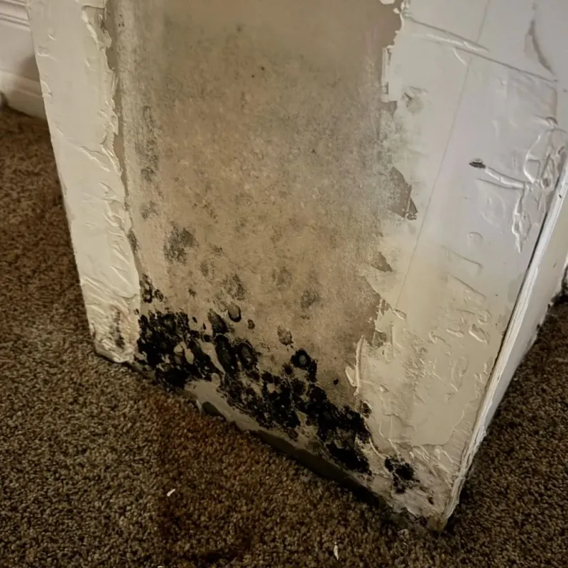 Professional Mold Removal in Nipomo, CA